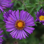Set 2 Hardy Aster Plants Live, Perennial Aster Flowers for Planting Outdoor, Container, Garden 4-8 Inches - Purple Blooms