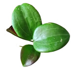 Green Hoya Live Plant, Hoya Plants Live Houseplants, 3.25 Inches Pot, Air-Purifying Plant for Home Office Decor, 4 to 6 Inches Tall
