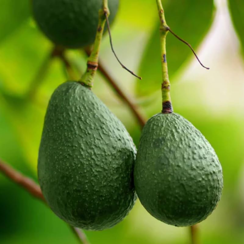 8-12" HASS Cold Hardy Avocado Tree Live Plant in Pot, Well-Rooted 9 Months Old Avocado