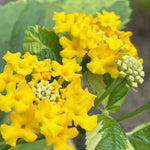 2 Lantana Plants Live, Lantana Live Plants for Planting Outdoors, Trailing Lantana Plants Live, 5 to 7 Inc Tall (Yellow)