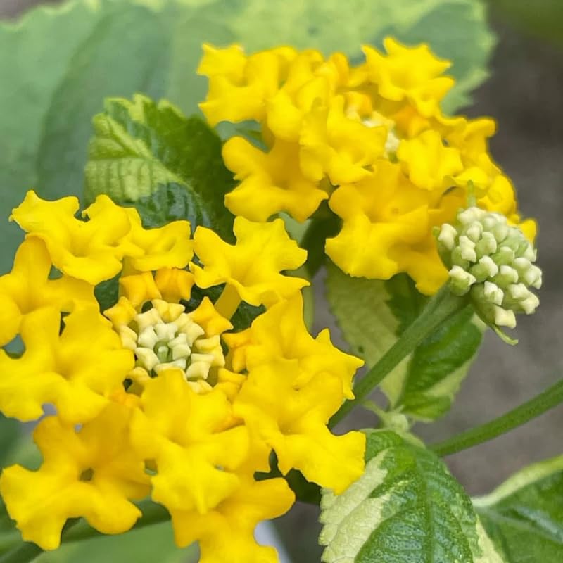 2 Lantana Plants Live, Lantana Live Plants for Planting Outdoors, Trailing Lantana Plants Live, 5 to 7 Inc Tall (Yellow)