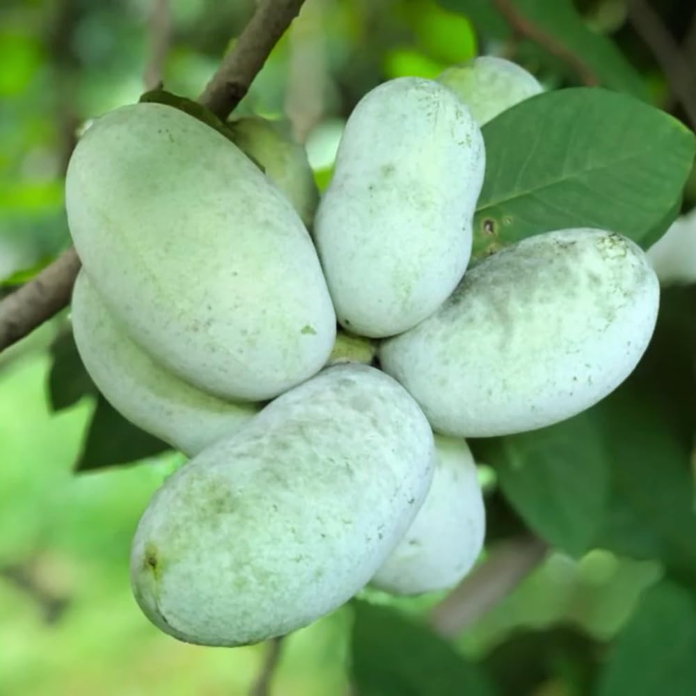 Common Pawpaw Tree Live Plant Size 1 Year Old, 6-12" Tall Dormant Paw Paw Seedling Plants, Well Rooted, Ornamental Fruit Asimina Triloba