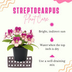Streptocarpus Live Plant in 3.25" Pot, 5-8" False African Violet Ladyslipper Primose Plant for Spring Planting, Indoor Outdoor Home Décor (Blue White)