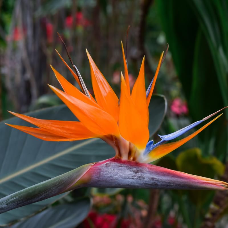 Blue Orange Bird of Paradise Live Plant, Vibrant Tropical Houseplant Flowers Strelitzia Reginae Size 5 to 9 Inc Tall, No Pot, Well-Rooted, Hardy