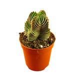 Pack 2 Crassula Plant, Live Crassula Succulents in 3.25 Inches Pot, 3 to 5 Inches Tall for Indoor Outdoor Planting