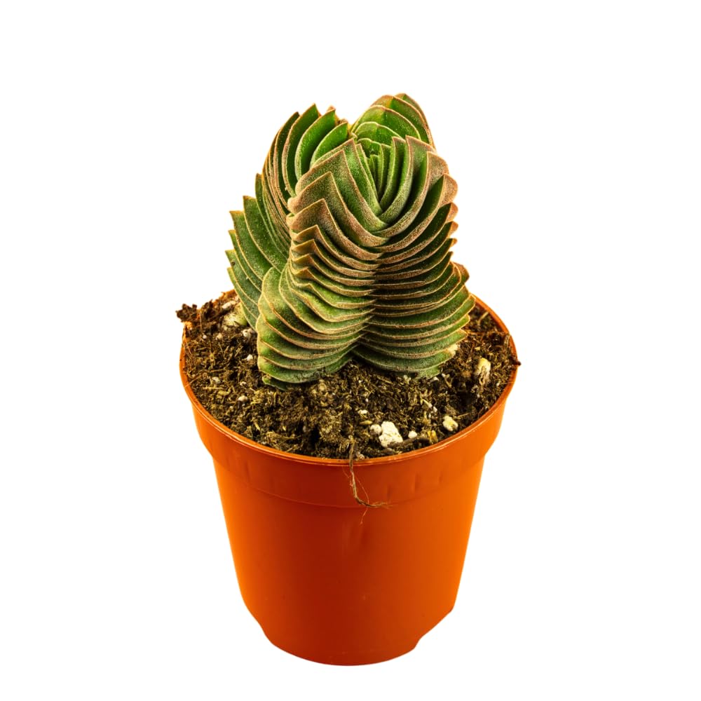 Pack 2 Crassula Plant, Live Crassula Succulents in 3.25 Inches Pot, 3 to 5 Inches Tall for Indoor Outdoor Planting
