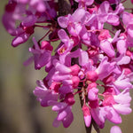 Eastern Redbud Tree Live Plant, 6-12" Tall, in Pot, Hardy Redbud Plant with Pink Spring Blossoms