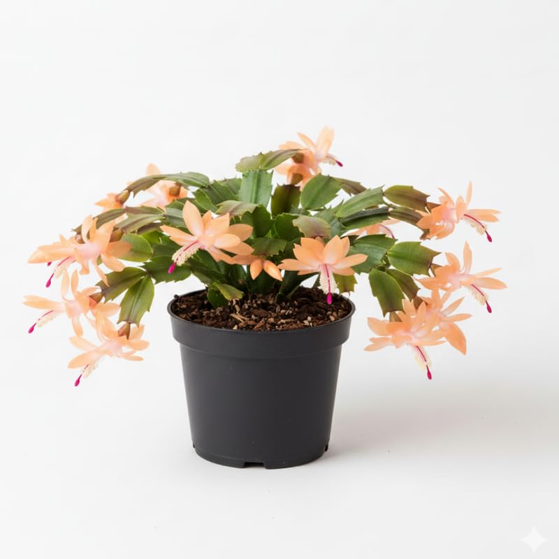 Peach Christmas Cactus Plants Live in 4 Inch Pot, Perennial Christmas Thanksgiving Cactus Plants Potted, Vibrant Flower Holiday Houseplant Indoors Outdoors