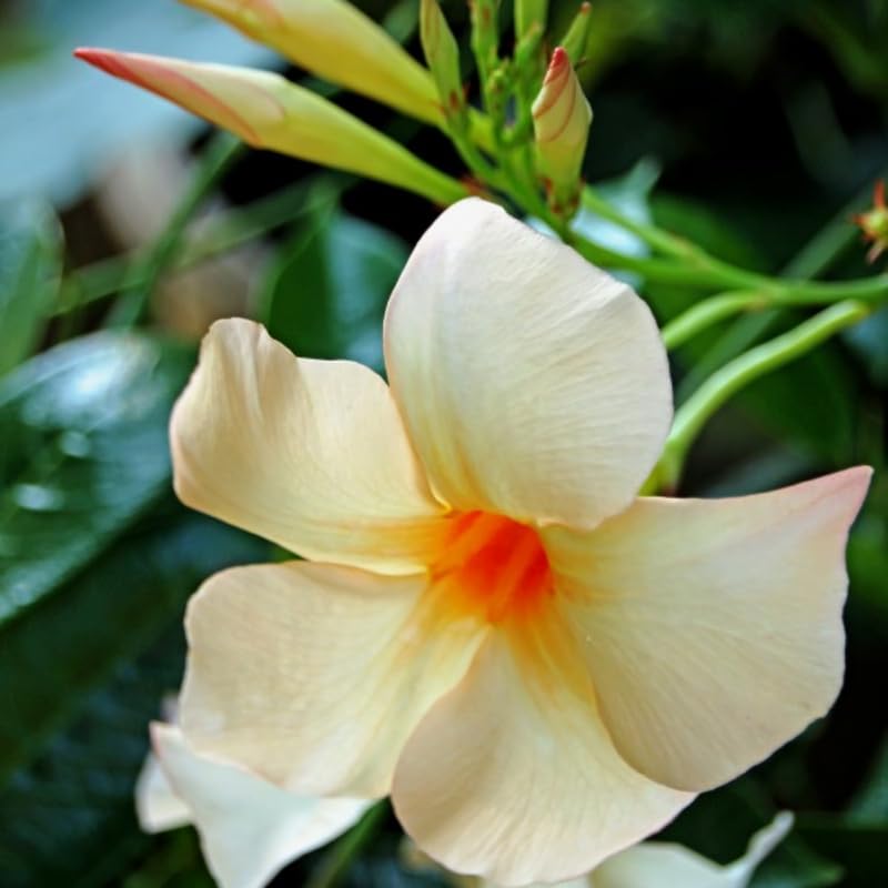 3 Apricot Mandevilla Plants Live, 5-10” Tall Flowering Mandevilla Vines for Trellis, Outdoor Patio, Garden Pots, Trailing Mandevilla Seedlings