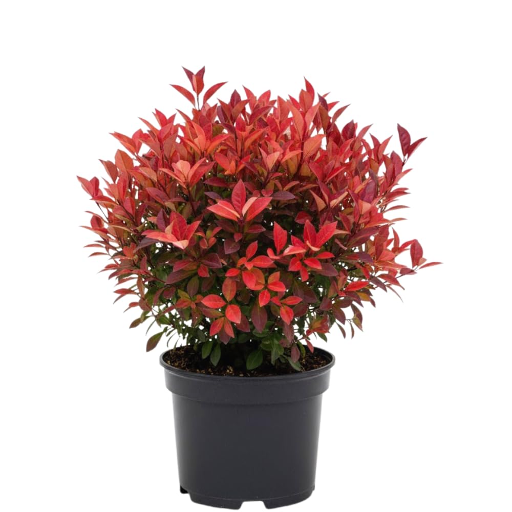 Red Burning Bush Shrub Live Plant, 2.5 Inches Pot, Dwarf Burning Bush Live Plant