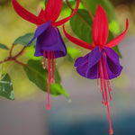 Set of 2 Fuchsia Plants Live, Purple Flower Fuchsia Plant, 4 to 6 Inches Tall, No Potted, Indoor Outdoor Gardening