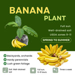 Truly Tiny Banana Plant Live, 4-6" Tall Well-Rooted for Indoor Tropical Displays, Cold Hardy Banana Fruit Tree