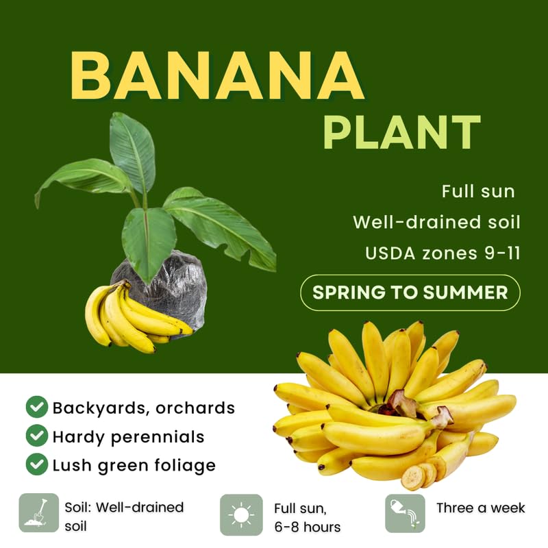 Namwah Banana Plant Live, 4-6" Tall Well-Rooted for Indoor Tropical Displays, Cold Hardy Banana Fruit Tree