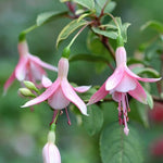 Set 4 Fuchsia Flower Plants, Flowering Fuchsia Live Plants, 3-5 Inch Tall, White Pink Flowers