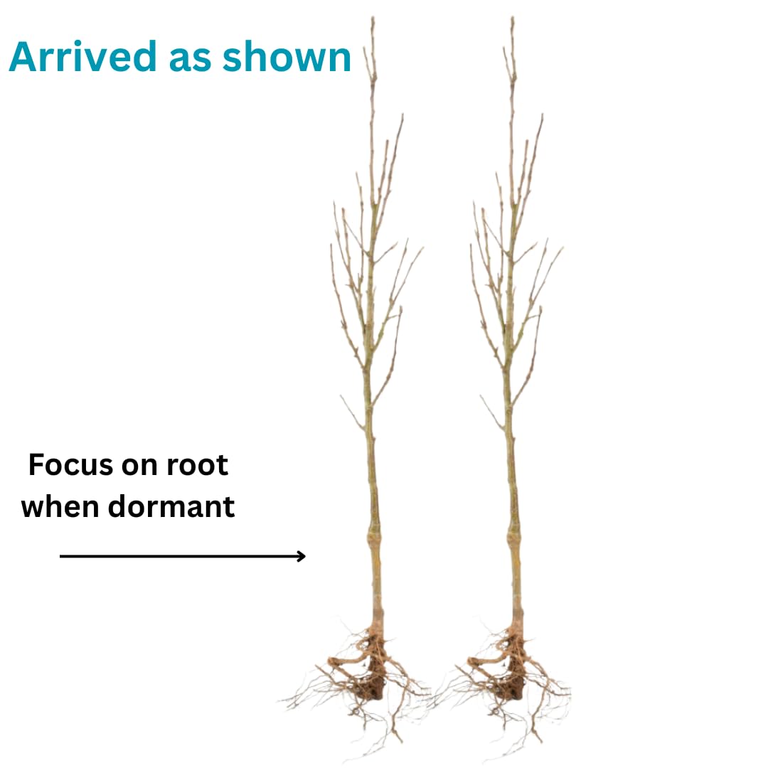 Dormant Dogwood Tree Live Plant, 9 Months Old 6-12 Inch Tall in Quart Pot, Dogwood Tree Potted, Perennial, Well Rooted Plants, Cold Hardy (Pink)