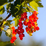 Currant Bush Live Plant, Currant Tree Live Plant for Planting, 5-10 Inch Tall, Currant Plant Live Ready to Grow Outdoors, Currant Berries Fruit Tree Starter Plant (Red Currant)