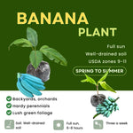 Blue Ice Cream Banana Plant Live, 4-6" Tall Well-Rooted for Indoor Tropical Displays, Cold Hardy Banana Fruit Tree