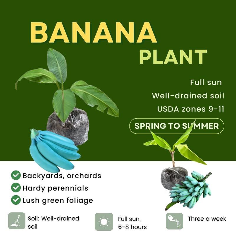 Blue Ice Cream Banana Plant Live, 4-6" Tall Well-Rooted for Indoor Tropical Displays, Cold Hardy Banana Fruit Tree