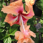 Hibiscus Plants Live, Hibiscus Plant, Hibiscus Tree Live Plant, Perennial Flower Bush, Peach Hibiscus