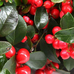 Gaultheria Cherry Plant, 4 to 8 Inch Tall Teaberry Plant, Fragrant Leaves, Red Berries Plants for Indoor Outdoor Garden