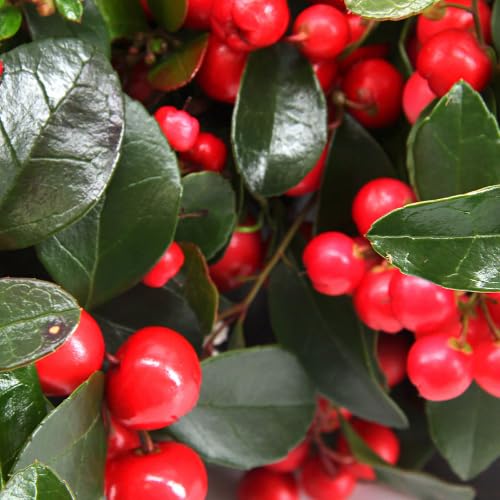 Gaultheria Cherry Plant, 4 to 8 Inch Tall Teaberry Plant, Fragrant Leaves, Red Berries Plants for Indoor Outdoor Garden