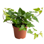 English Ivy Plant in 4" Pot, Hardy English Ivy Vine Indoor Plant Potted, Perennial Climbing Houseplant Starter Plants