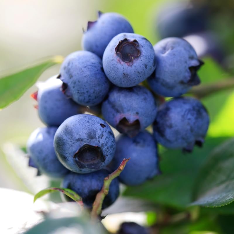 Blueberry Plant Live, Sweet Blueberry Tree Live Plant, Well Rooted 5-12" Tall, Blueberry Bush Live Plant (Sharpblue Blueberry)