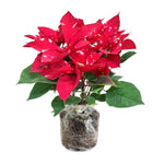 Red Polka Dot Poinsettia Plant Live 4-8 Inches, Vibrant Poinsettia Flowers for Holiday, Live Indoor Houseplant, No Pot