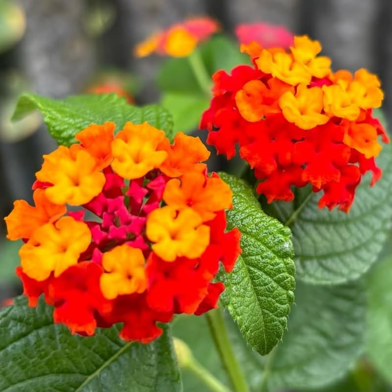 2 Red Lantana Plants Live, Colorful Perennial, Long-Blooming and Very Hardy, Size 5 to 12 Inches in Tall, Well-Rooted, Outdoor Planting