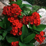 Red Crown of Thorn Live Plant, Euphorbia Milii Succulent Plant Potted 4-7 Inch Tall, Live Indoor Houseplant