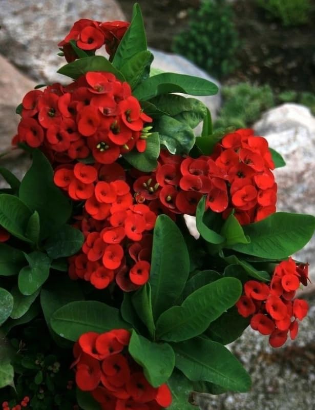 Red Crown of Thorn Live Plant, Euphorbia Milii Succulent Plant Potted 4-7 Inch Tall, Live Indoor Houseplant