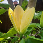 Yellow Magnolia Tree in Gallon Pot, Live Flowering Magnolia Tree, Hardy Ornamental Shade Trees with Fragrant Blooms