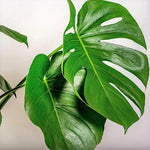Monstera Plant Live, Rare Tropical Philodendron Indoor Live Plant, Low Maintenance Houseplant 4-8 Inches (Deliciosa Monstera)