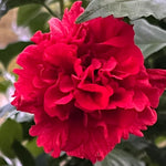 Live Rose of Sharon Plant 6-13" Tall, Althea Hibiscus Bush Well Rooted, Hardy Fragrant Hibiscus Syriacus Flowering Plant, Winter Dormant