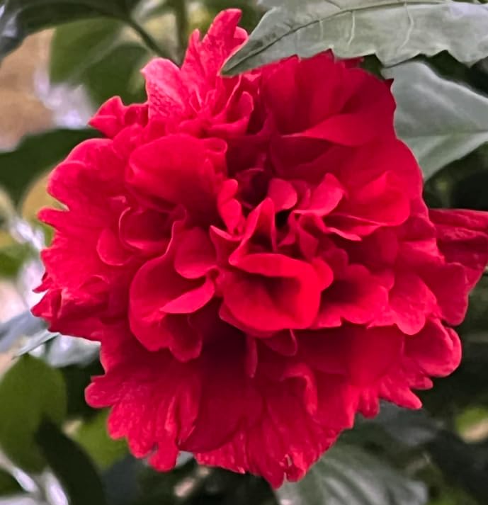 Live Rose of Sharon Plant 6-13" Tall, Althea Hibiscus Bush Well Rooted, Hardy Fragrant Hibiscus Syriacus Flowering Plant, Winter Dormant