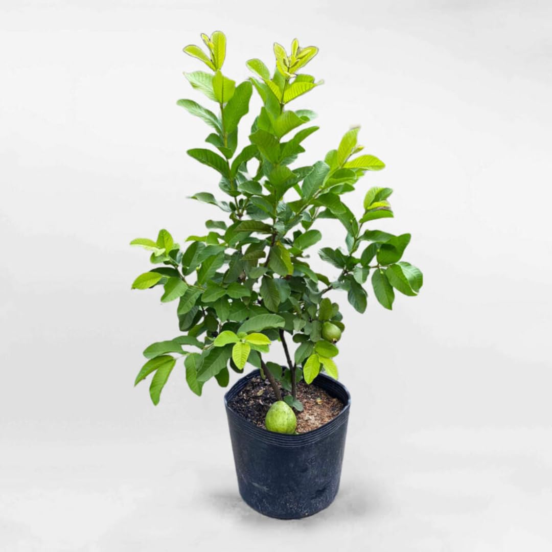 Large Sweet Pink Guava Tree for Planting, 20 to 24 Inches Height in Pot, Sweet Guava Trees Fruit for Gardening