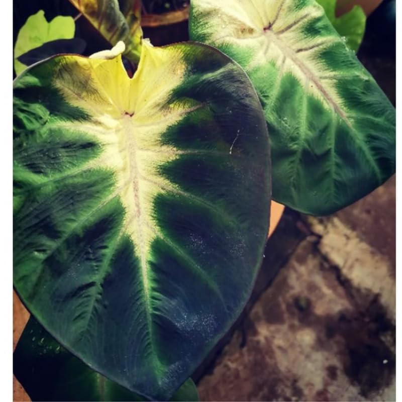 Combo 3 Yellow Green Colocasia Live Plants, Elephant Ear Esculenta Taro, 5 to 8" in Tall, Alocasia Live Plant for Planting, Live Houseplant Colocasia Plant