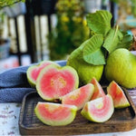 Fragrant Guava Tree Live Plant, Well Rooted 4"-10" in Tall, Tropical Fruit Guavas for Gardening, Zones 9-11 (Pink)