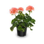 Salmon Geranium Live Plant 4'' Pot, Flowering Geranium Well Rooted 3-6'' Tall, Outdoor Patio, Balcony or Container Garden Plants, 2 Plants per Pot