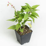 2 Vibrant Sage Salvia Live Plants, Fragrant Perennial Sage Plants Live for Spring Planting, Summer Planting, 5 to 10 Inches in Tall, (Scarlet Red)