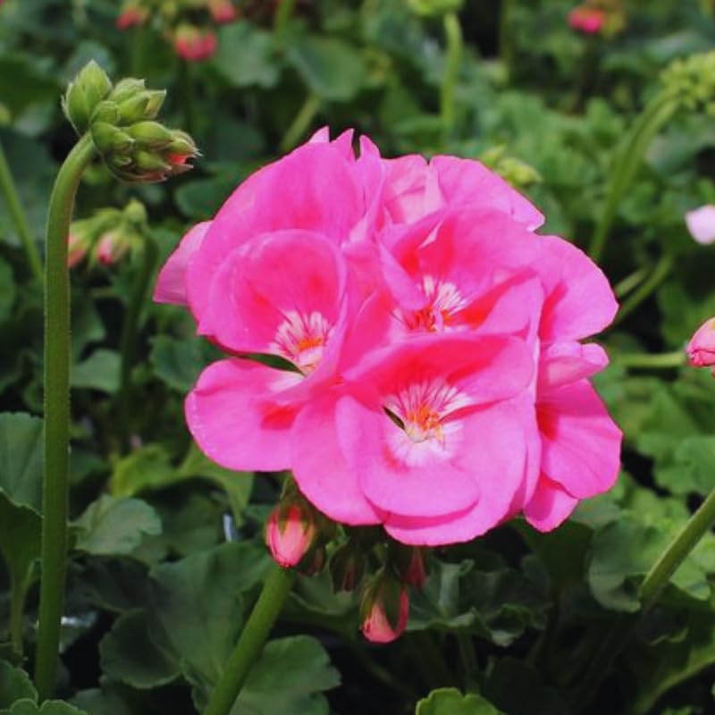 2 Pink Geraniums Live Plants, Live Geranium Plant, 4 Inc to 7 Inc Tall, Geranium Live Plants, Geranium Flower Plant Outside