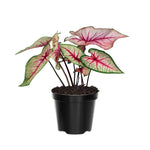 2 Caladium Plants Live for Planting, 4 to 6 Inc Tall, Caladium Live Plants Garden, 4 Inc Potted (Pink)