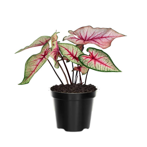 2 Caladium Plants Live for Planting, 4 to 6 Inc Tall, Caladium Live Plants Garden, 4 Inc Potted (Pink)