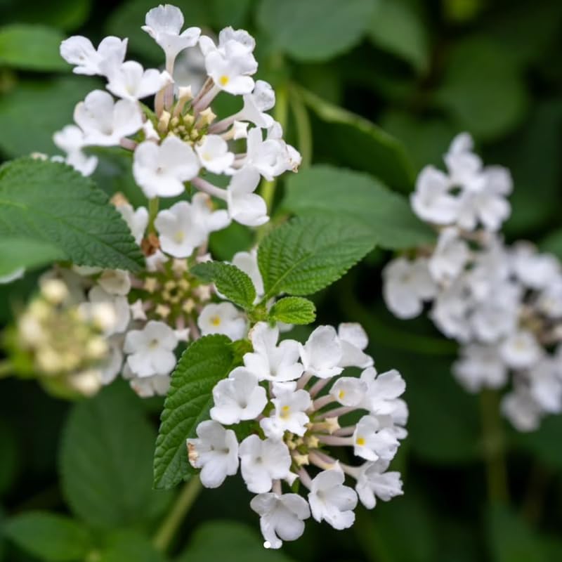 2 Trailing White Lantana Plants Live, Colorful Perennial, Long-Blooming and Very Hardy, Size 5 to 12 Inches in Tall, Well-Rooted, Outdoor Planting