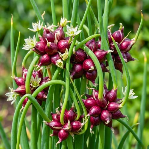 3 Trees Onion Egyptian Walking Onion Live Plants for Planting Outdoors, Rare Fresh Heirloom Allium Winter Onions Vegetable
