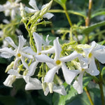 2 Green Confederate Star Jasmine Plants Live, Climbing Jasmine Indoor Outdoor Live, Fragrant, 5-9" in Tall, No Pot, Hardy and Fast-Growing