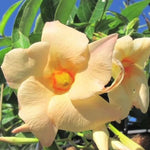 2 Mandevilla Live Plants, Flowering Mandevilla Plants, 5-9” Tall, Mandevilla Trellis Vines for Outdoor Garden and Containers