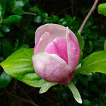 02 Jane Magnolia Tree Live Plant in 2.5" Pot, 1 Year Old Well-Rooted Tree, Cold Hardy, Magnolia Shrub for Spring Planting, Fast-Growing