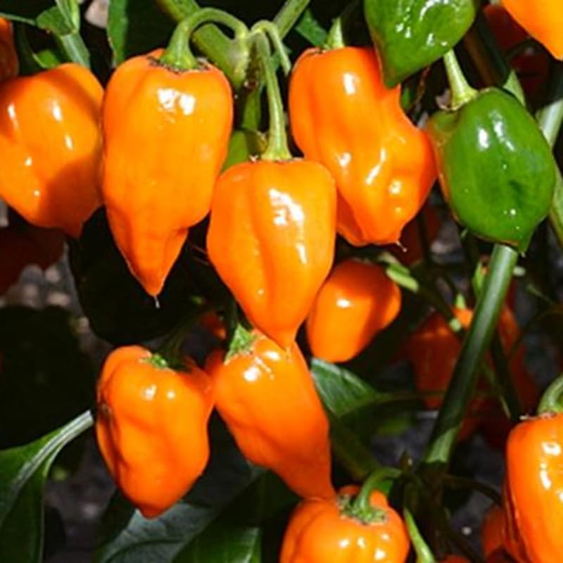Set 6 Orange Habanero Chili Pepper Live Plants, Super Hot Pepper Chili Plant for Year-Round Planting, Pepper Habanero 90 Days Old Plants