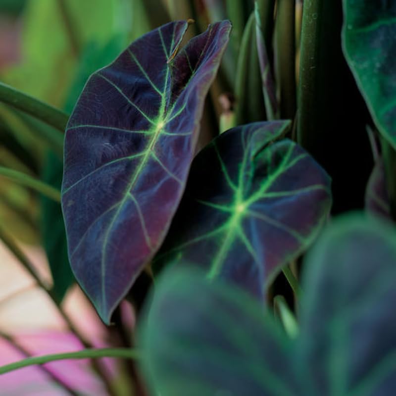 Combo 3 Dark Leaf Colocasia Live Plants, Elephant Ear Esculenta Taro, 5 to 8" in Tall, Alocasia Live Plant for Planting, Live Houseplant Colocasia Plant